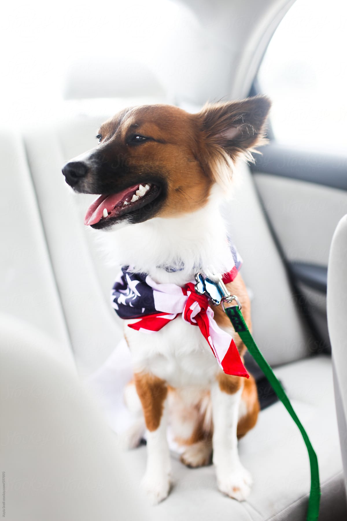 A dog wearing an american flag bandana on fourth of july