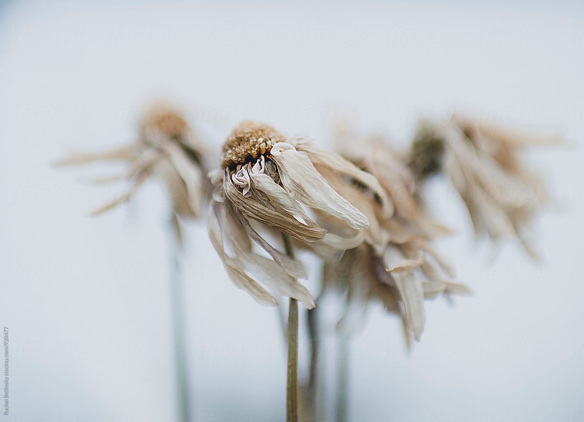 Windswept Dried Daisy Flowers by Stocksy Contributor Rachel