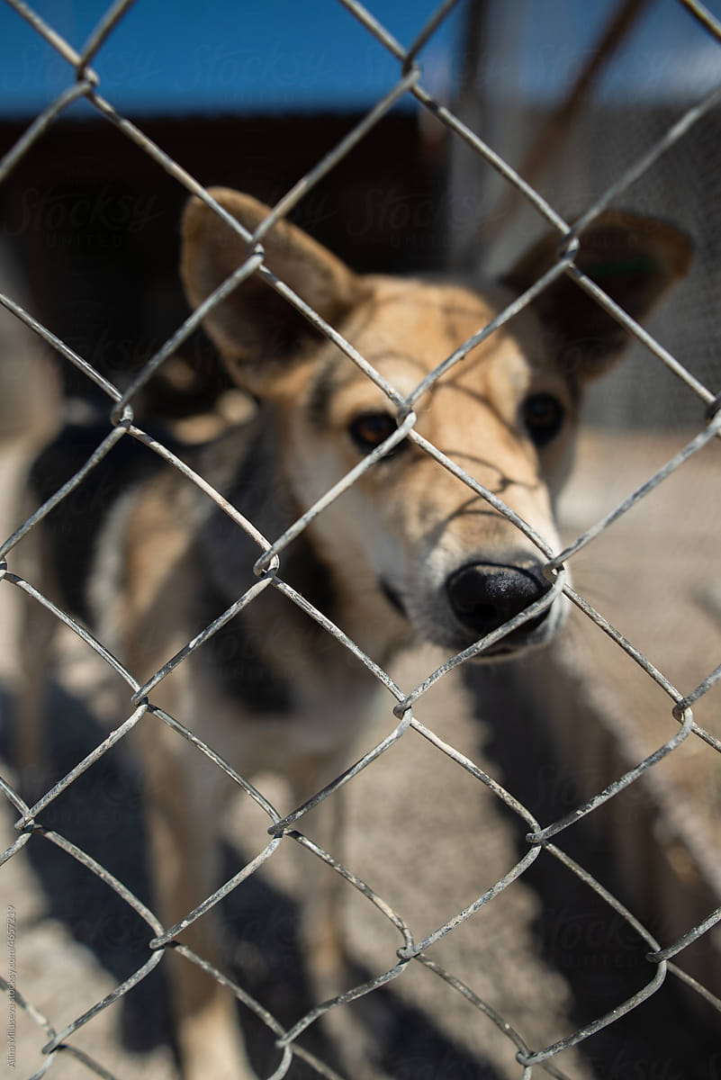 Homeless soulful dog in shelter behind fence