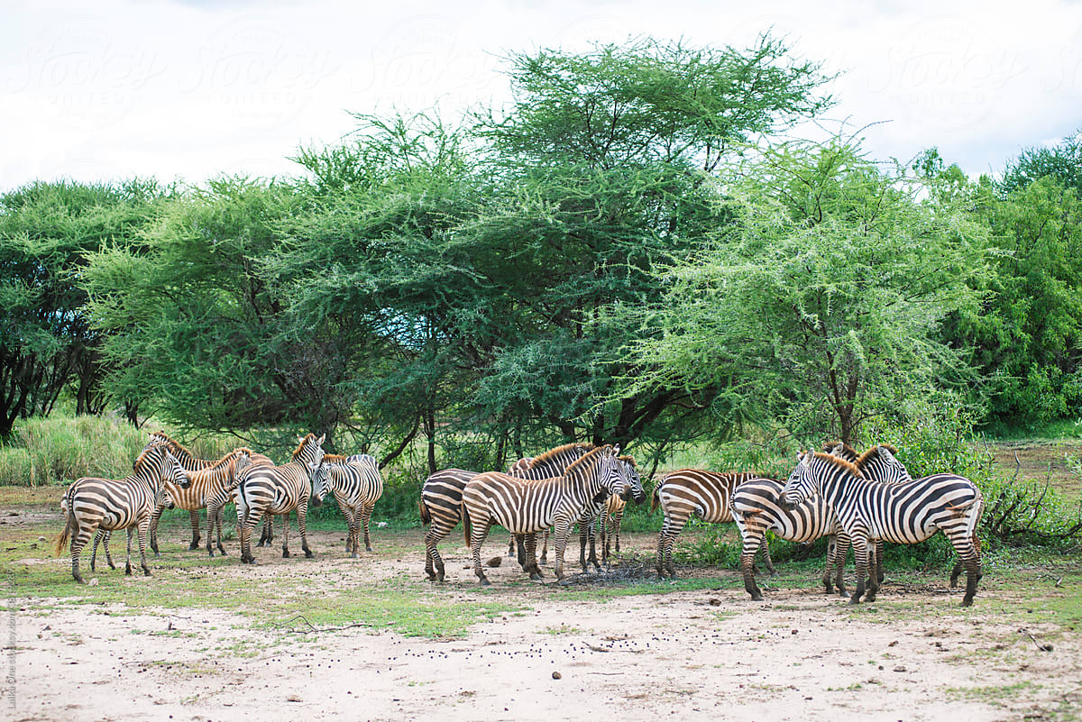 Group Of Zebras In Front Of Trees