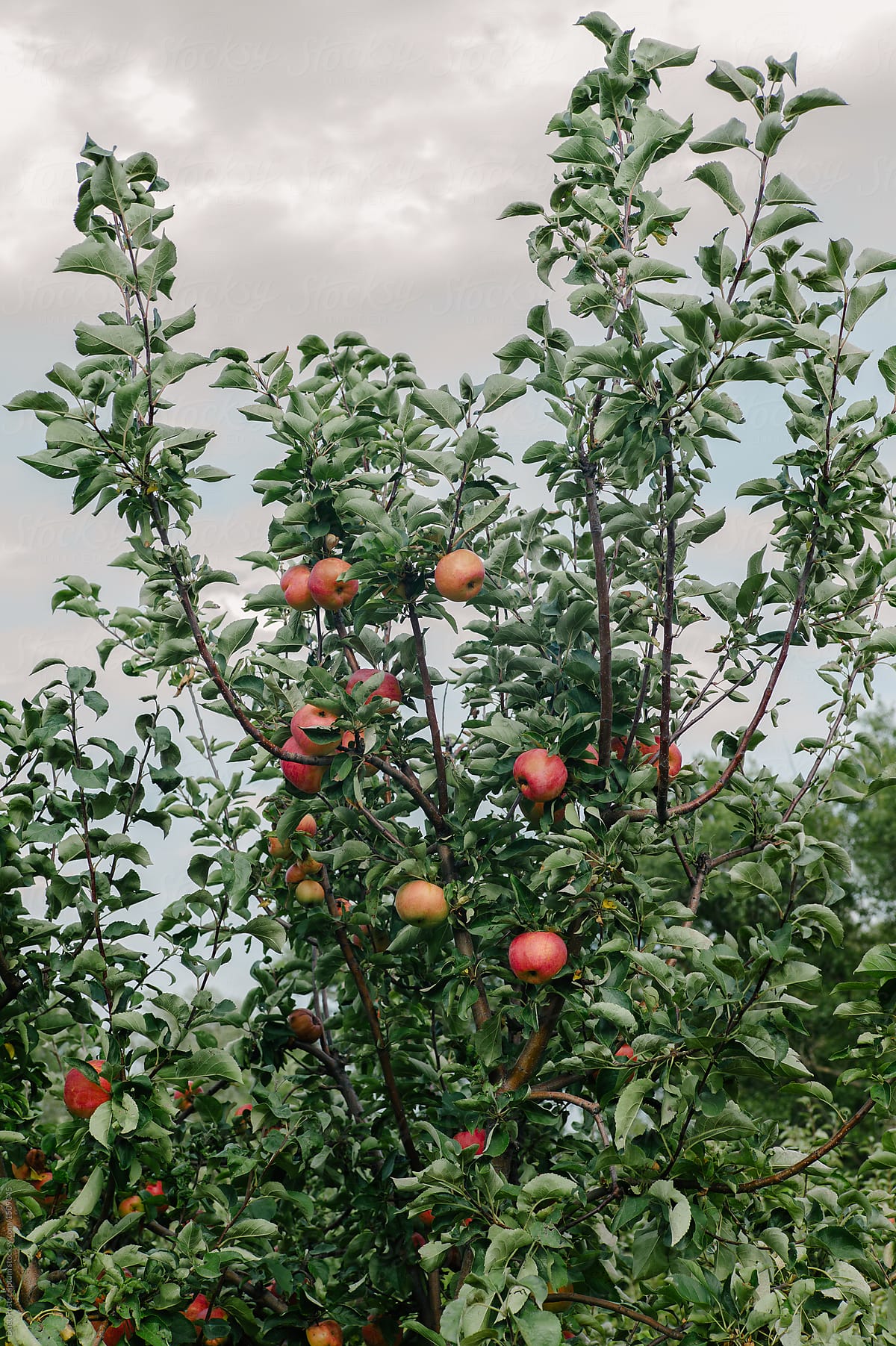 Tree with apples growing
