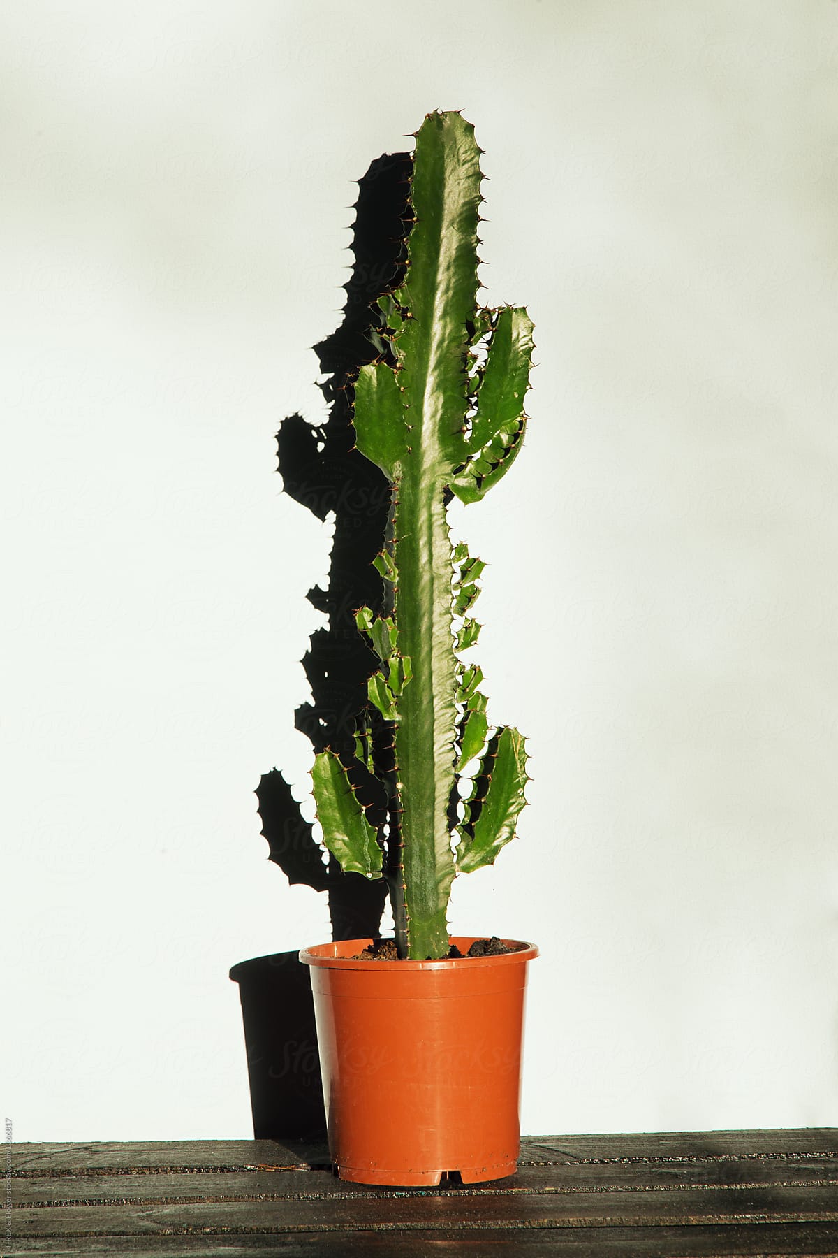 Green cactus in pot