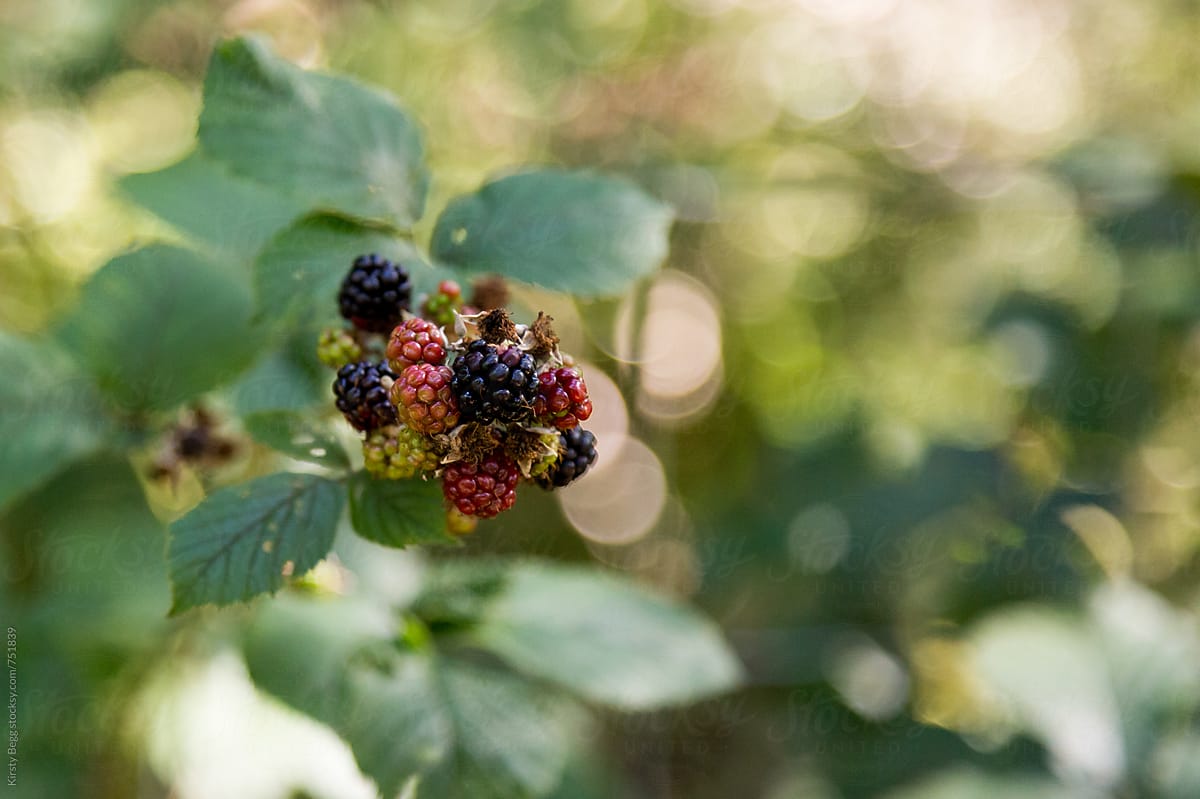 Blackberries growing wild on a bush in the countryside