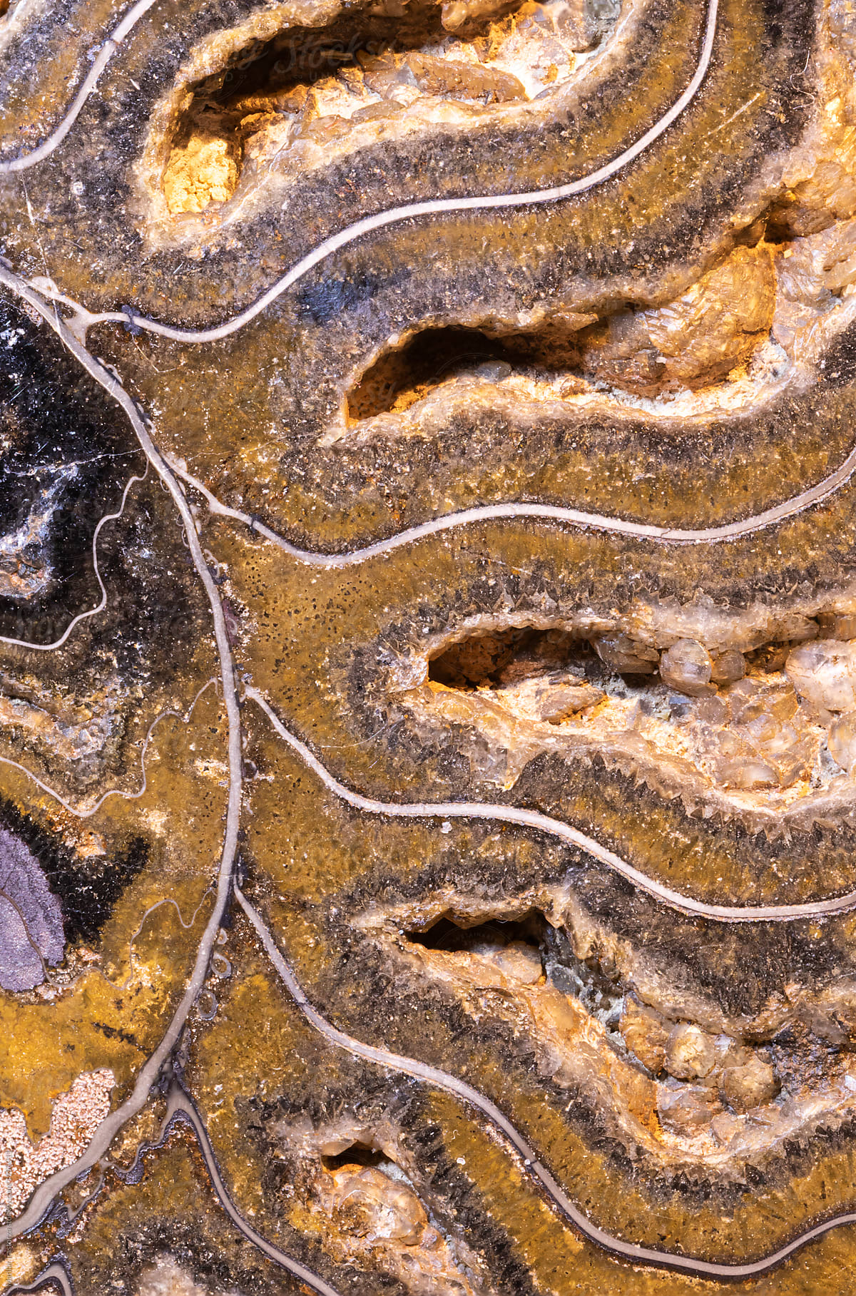 Fossil Ammonite Shell