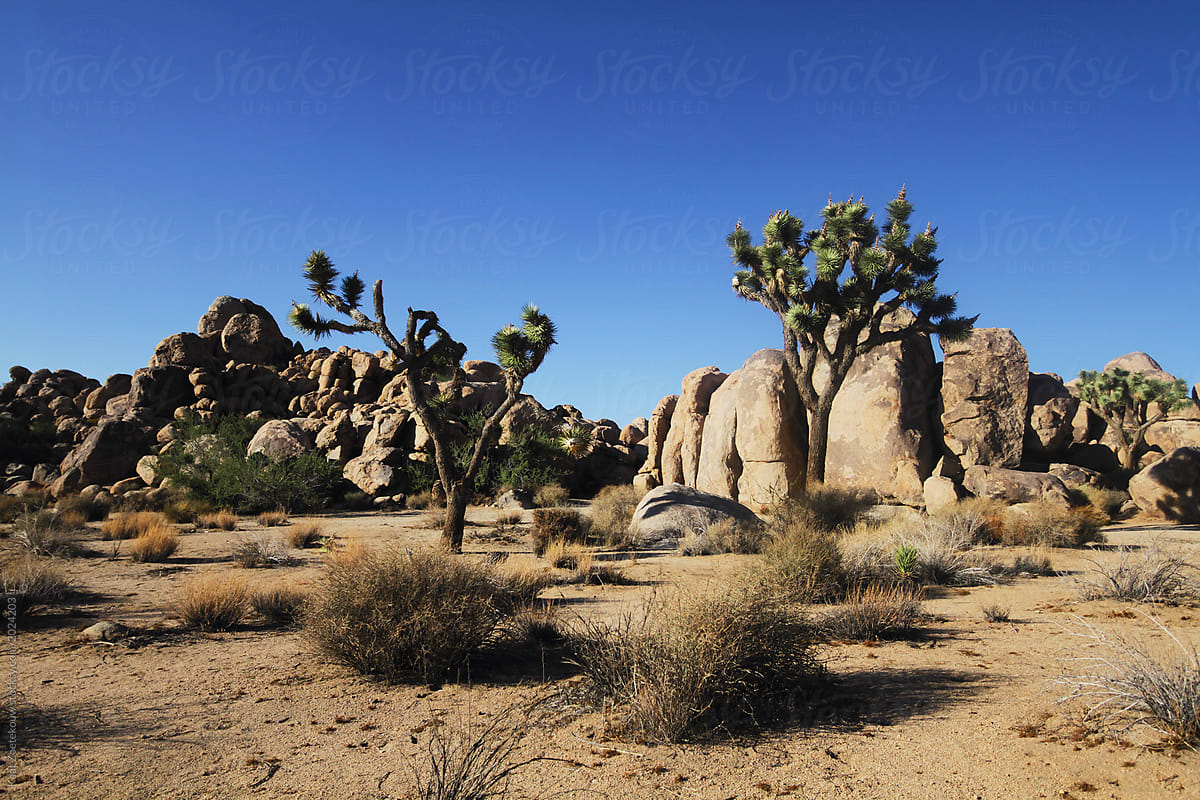 The arid landscape of Joshua Tree NP