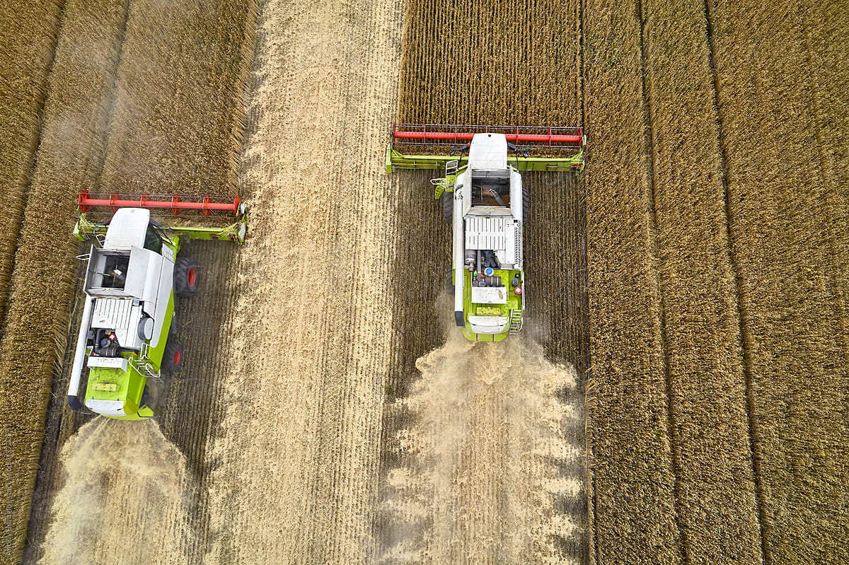 Harvesting by combines on gold field of ripe cereals