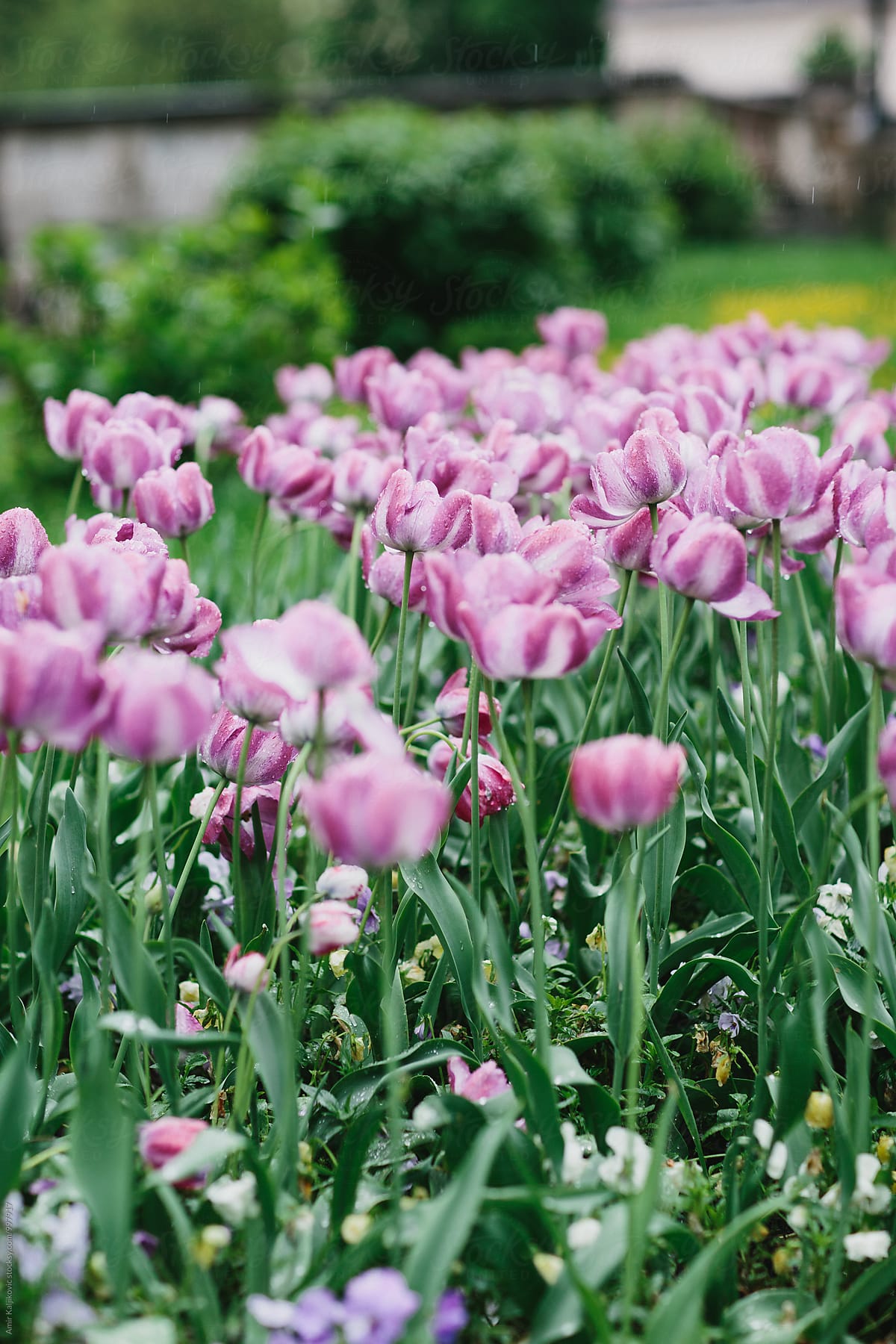 View on beautiful purple tulips