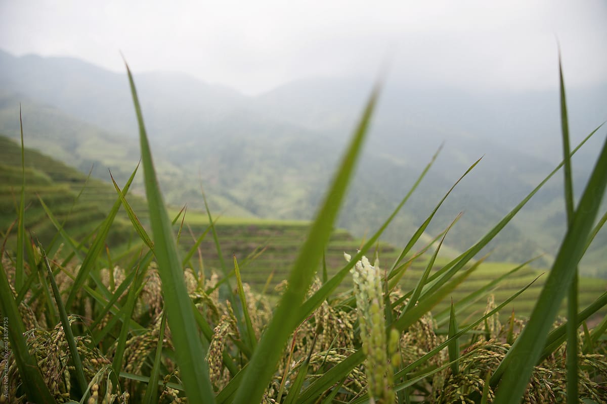 Closeup of rice plant at rice terrace