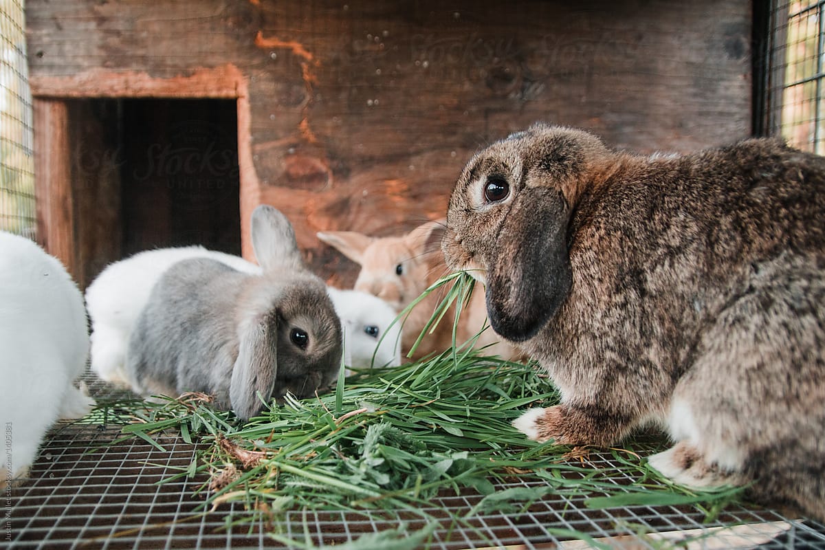 Lop bunnies eating grass