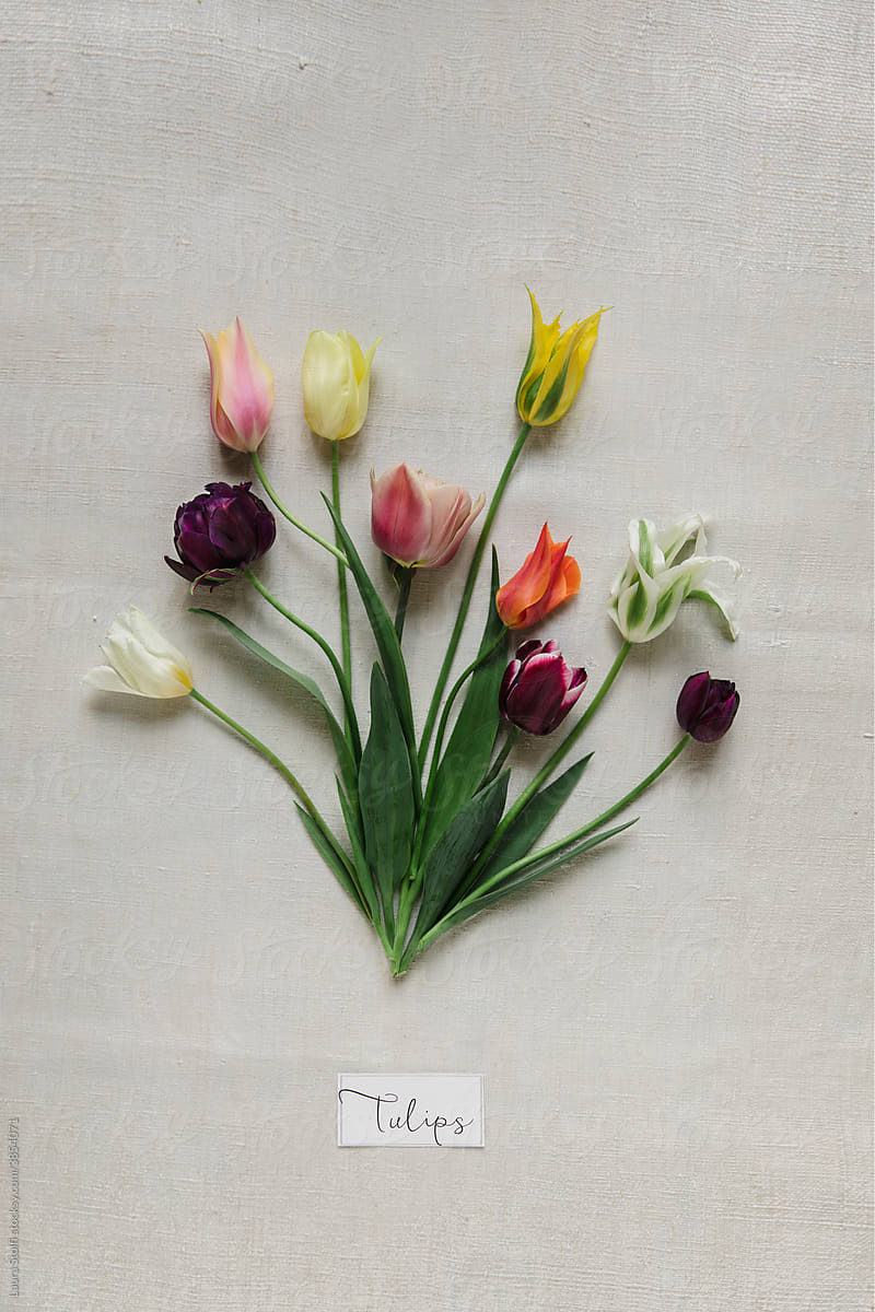 Mixed tulips placed on cotton surface