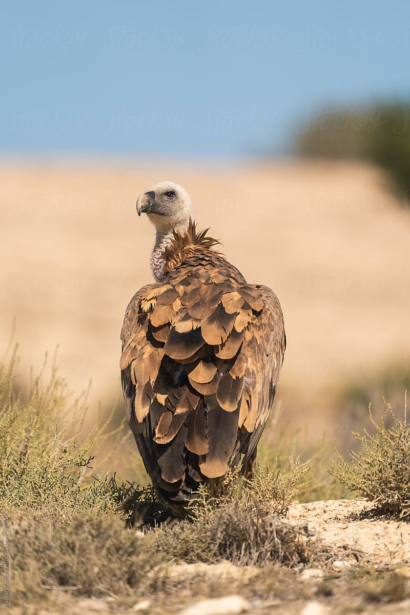 Griffon Vulture In A Desert, Vertical Portrait