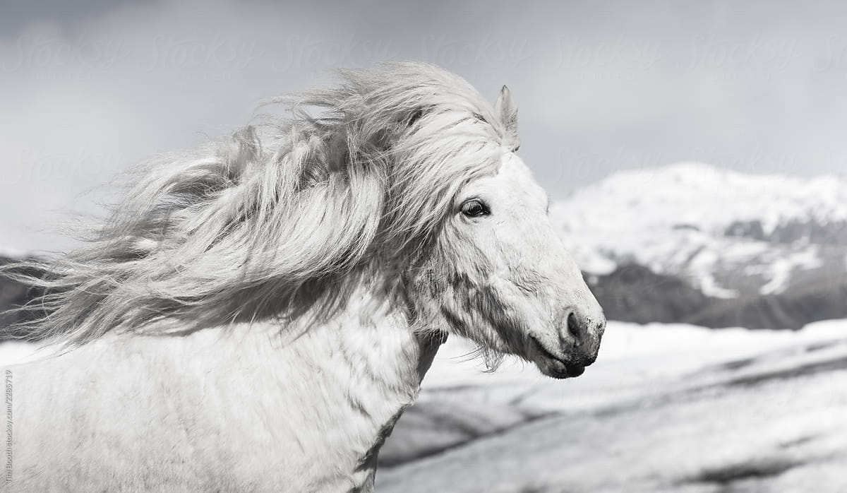 An Icelandic horse in front of ice