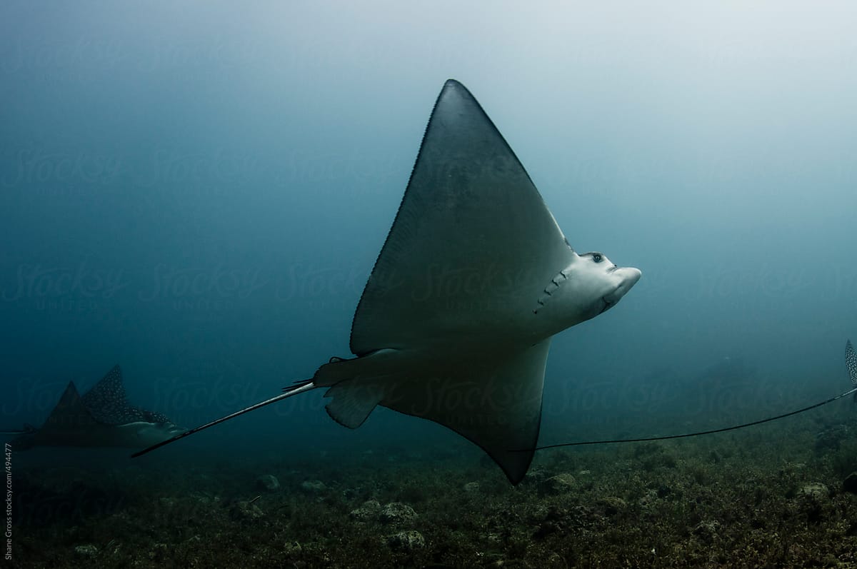 Eagle Rays in the Deep
