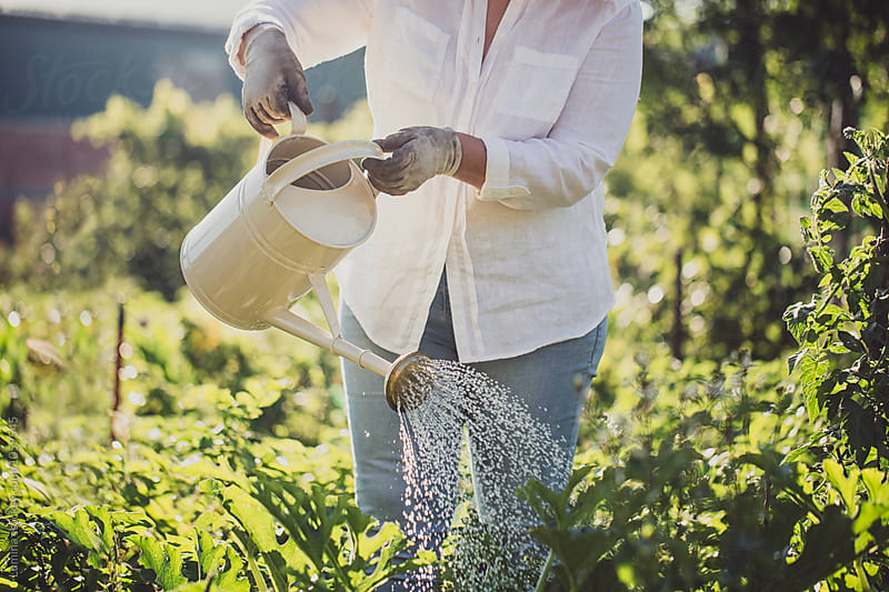 Woman Watering Plants in a Field