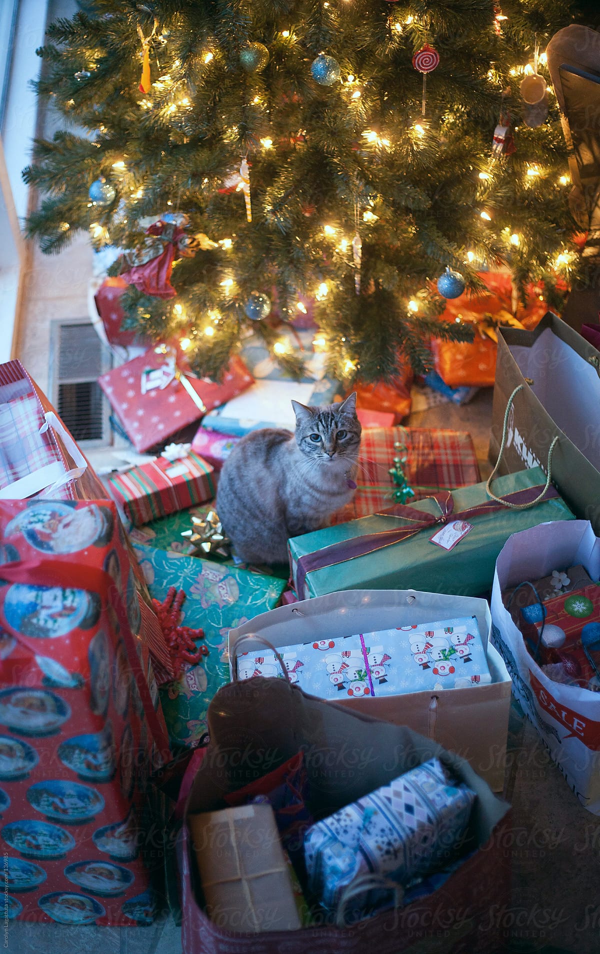 Siamese cat in the middle of many Christmas presents by the tree