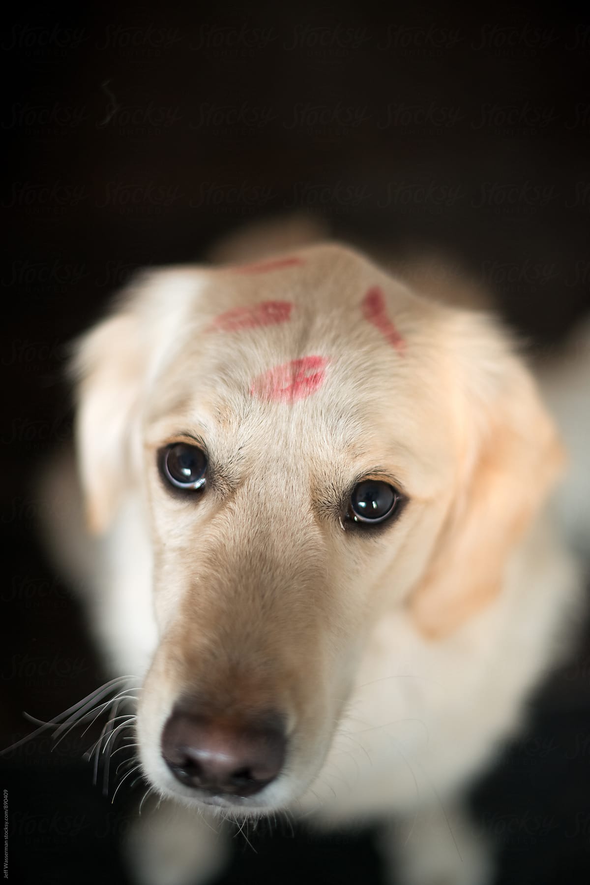 Dog with Lipstick Kisses
