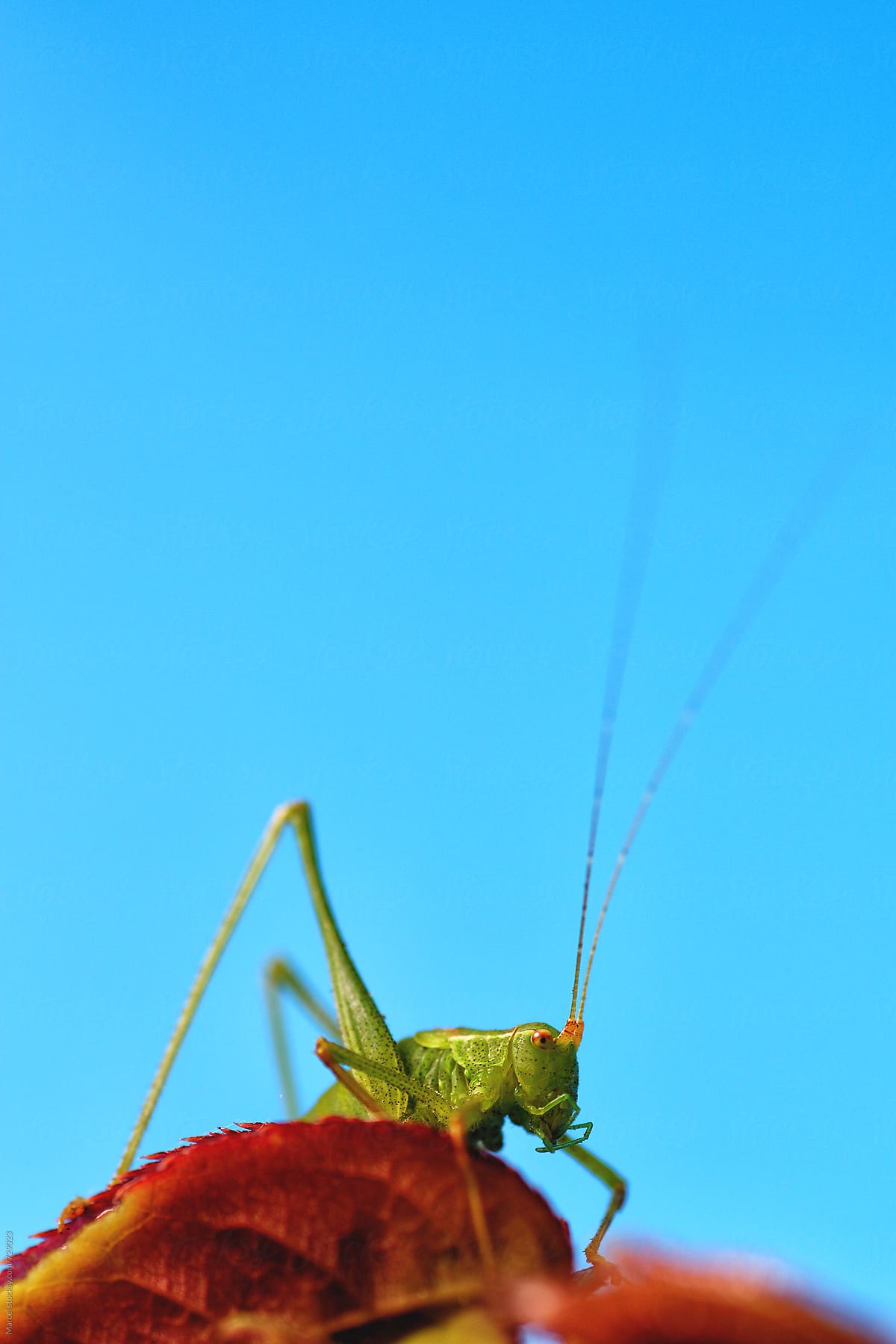 Green grasshopper on rose-branch in studiosetting