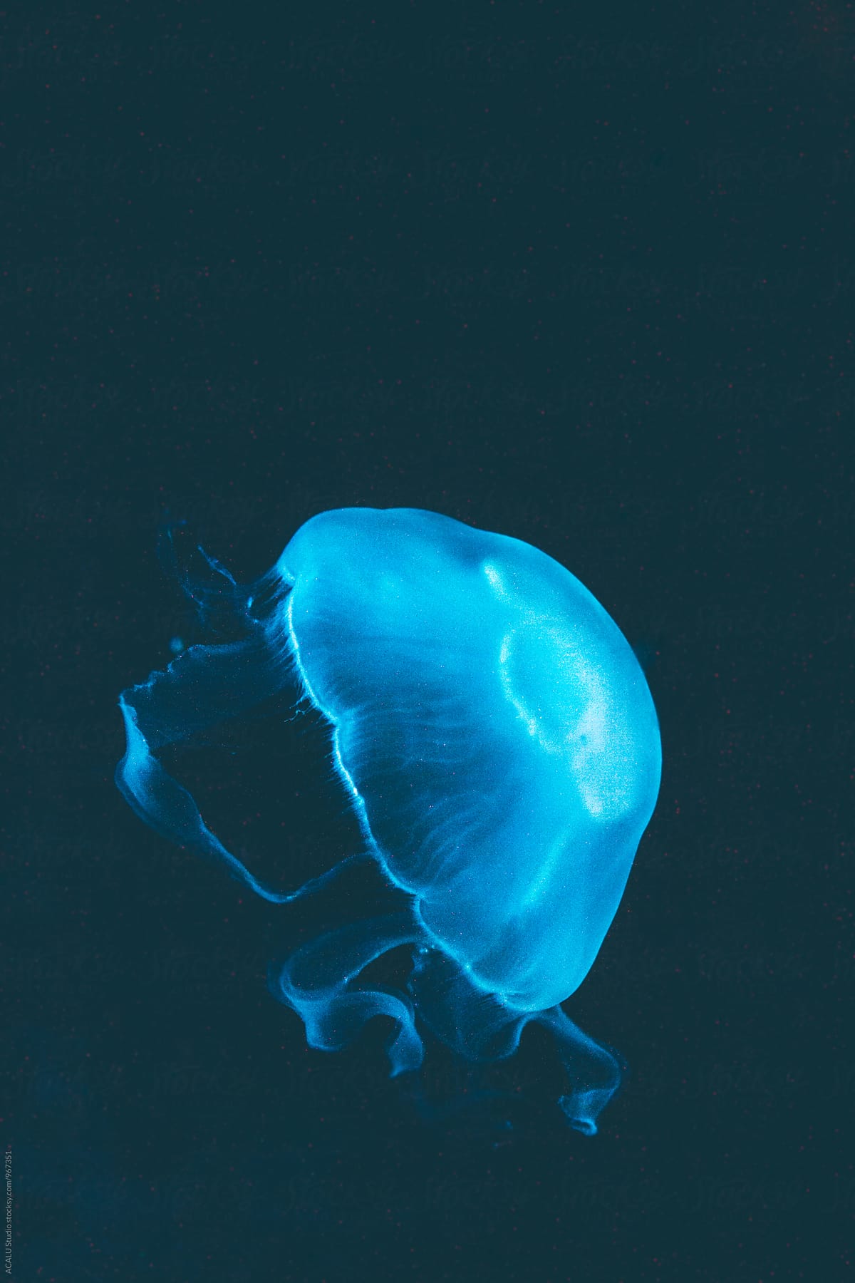 Fluorescent blue jellyfish floating in the water