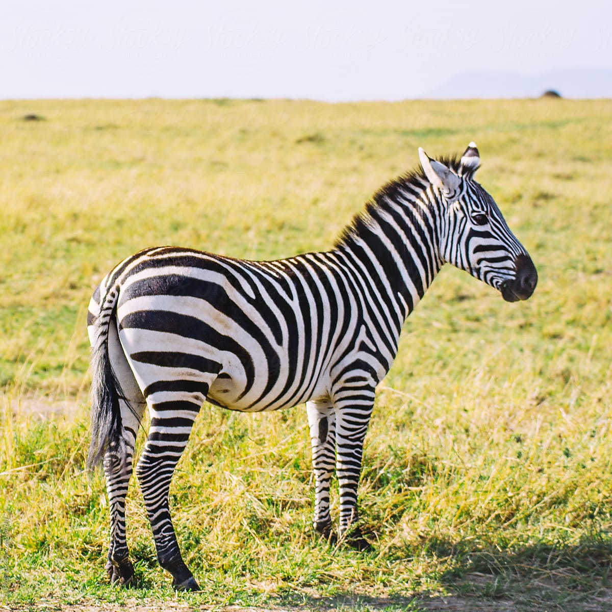 Solitary zebra