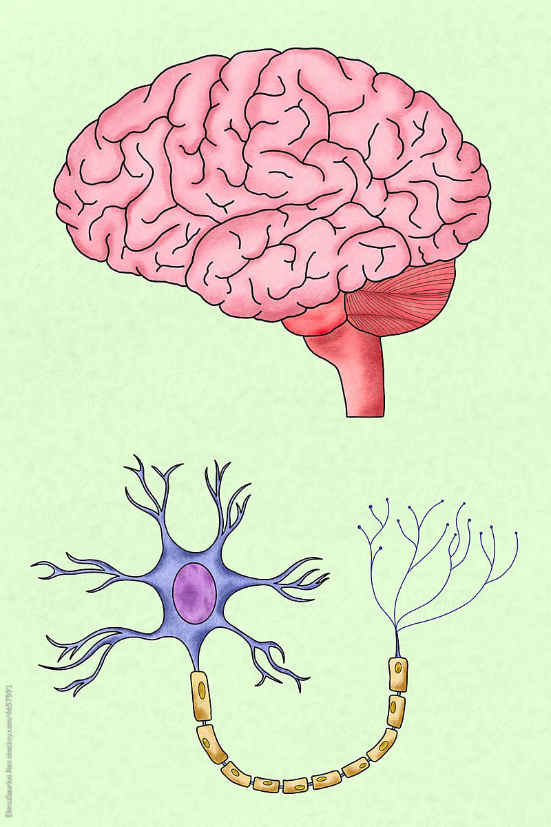 Human brain and neuron illustration