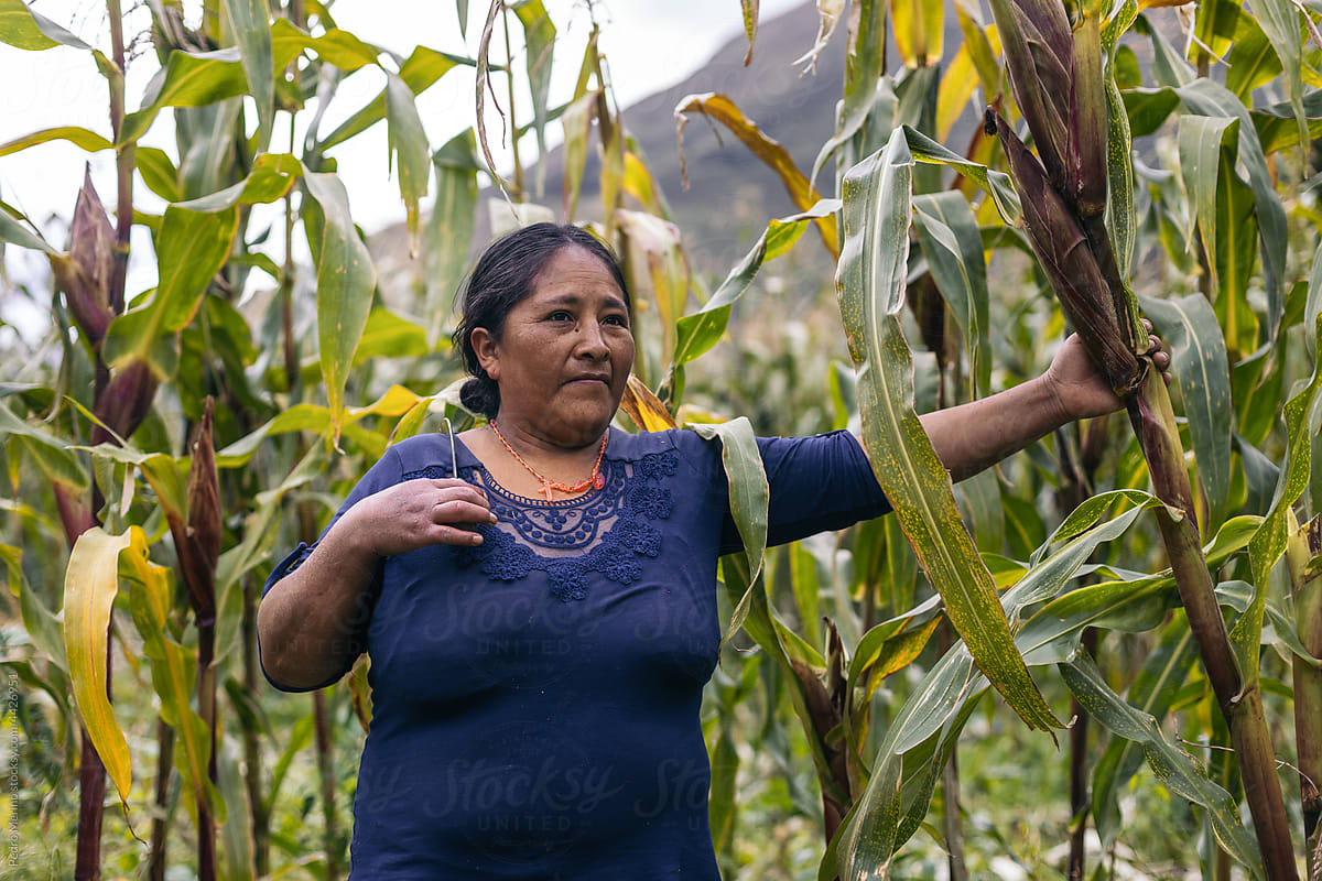 Hispanic woman working in a corn field