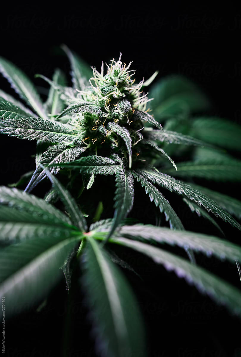 cannabis plant bud