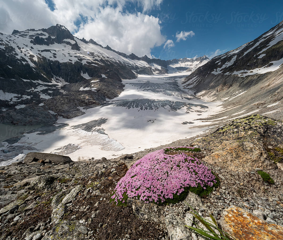 Glacier view and alpine flowers