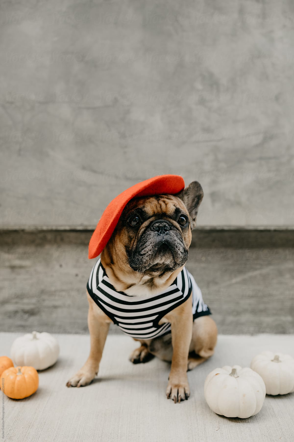French bulldog dressed up in a French costume