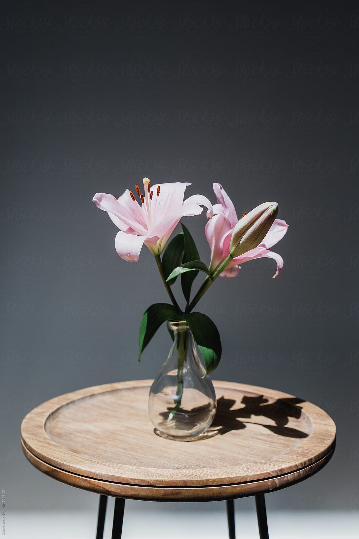Still life of pale rose Lily in vase