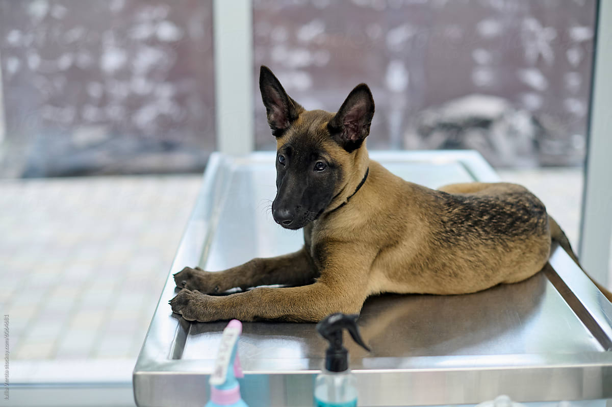 a small puppy lies on a metal couch in a clinic before an examination