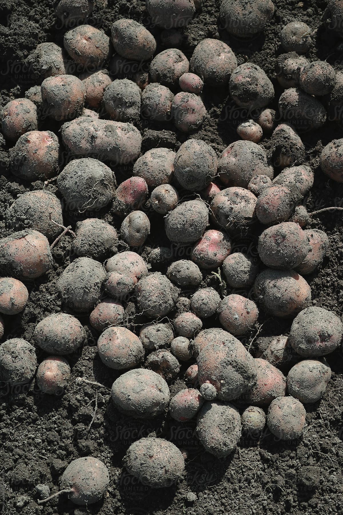 Harvested potatoes in a vegetable garden