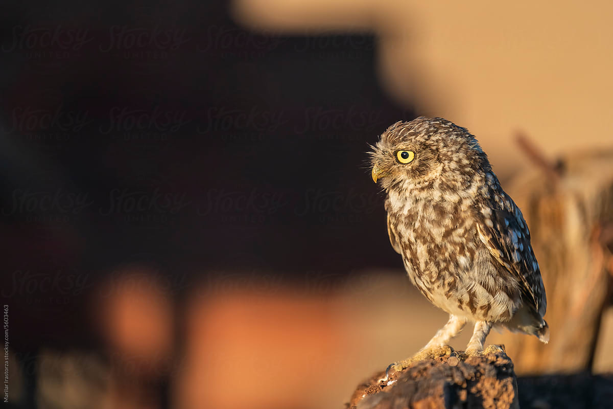 Little Owl Perched On A Stick At Sunset