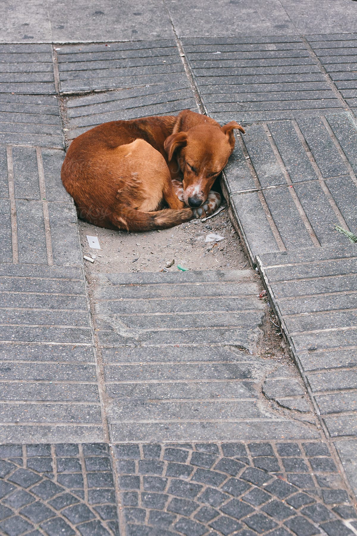 Stray dog abandoned sleeping on the street