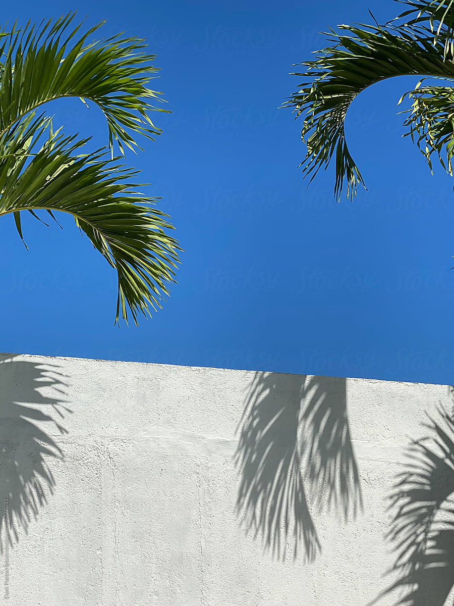 Palm leaves and shadows against a clean blue sky.
