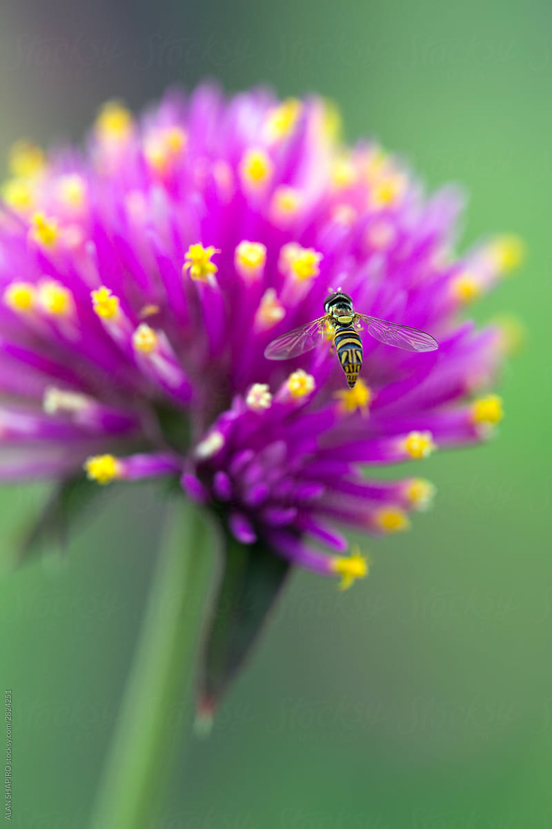 tiny bee