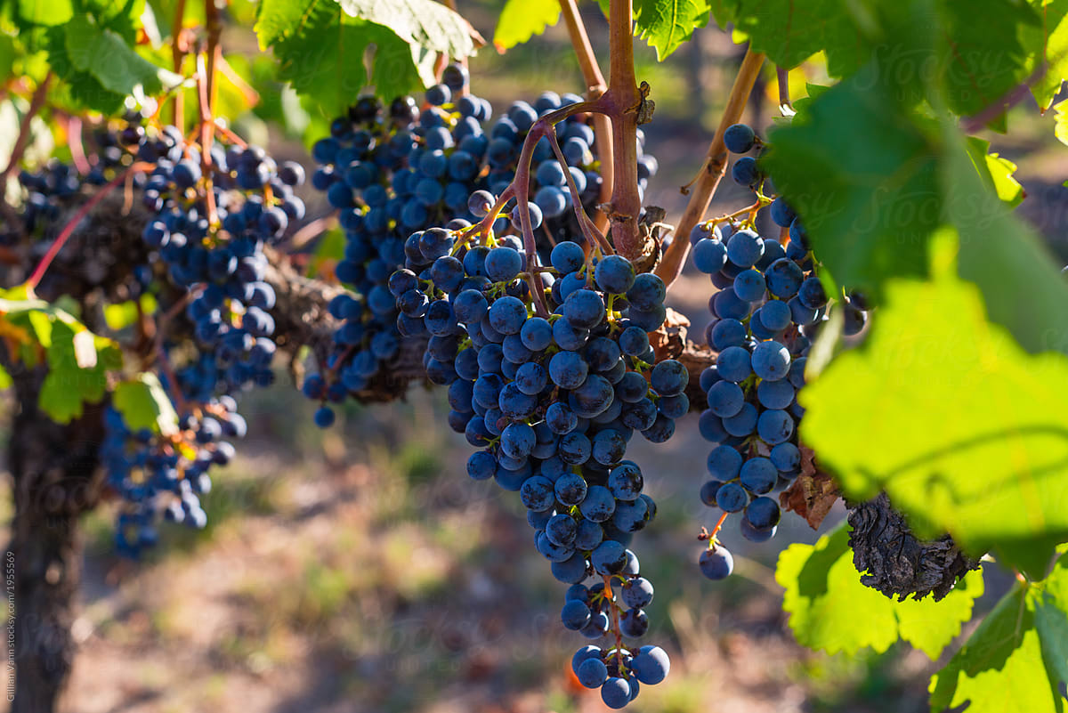grapes on  vine