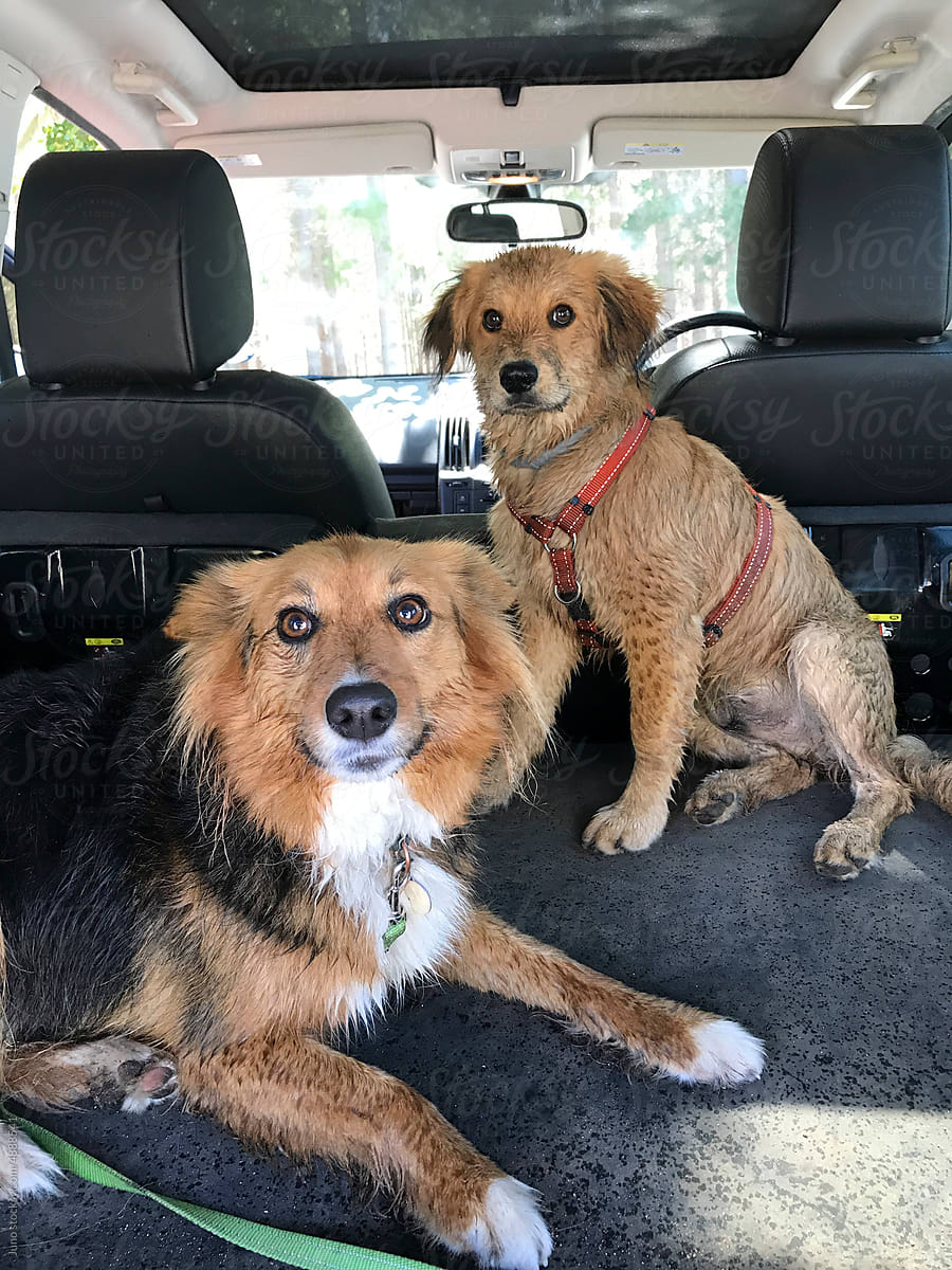Wet dirty dogs in the back of the car