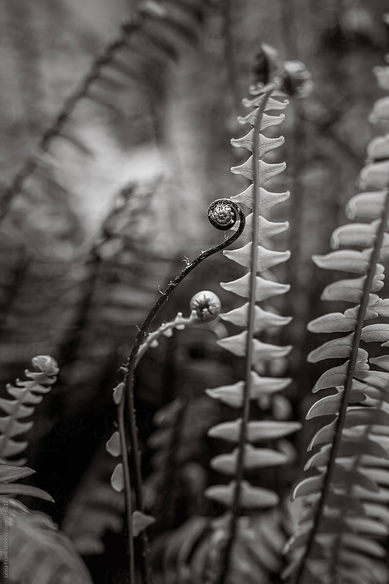 black and white fine art fern forest