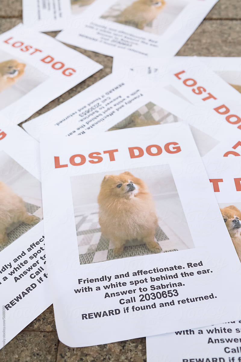 Posters with lost dog title placed on ground