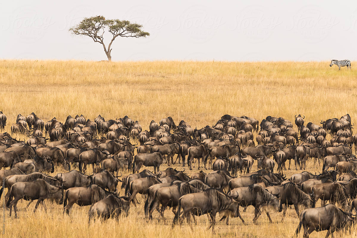Herd of wildebeest head to the Mara River for migration