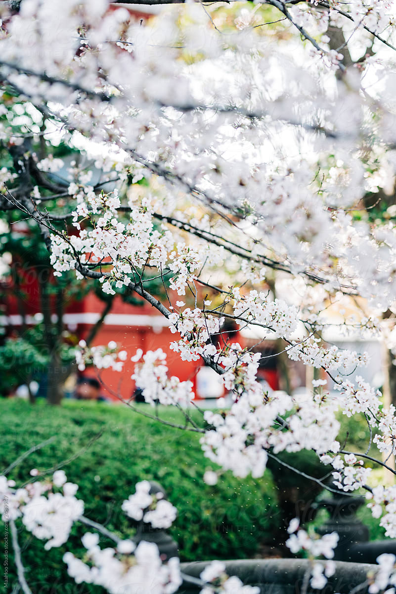 Cherry blooming in Japan