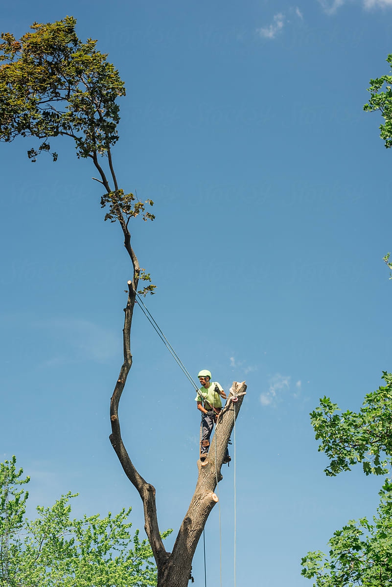 Tree service worker suspended in a tall tree