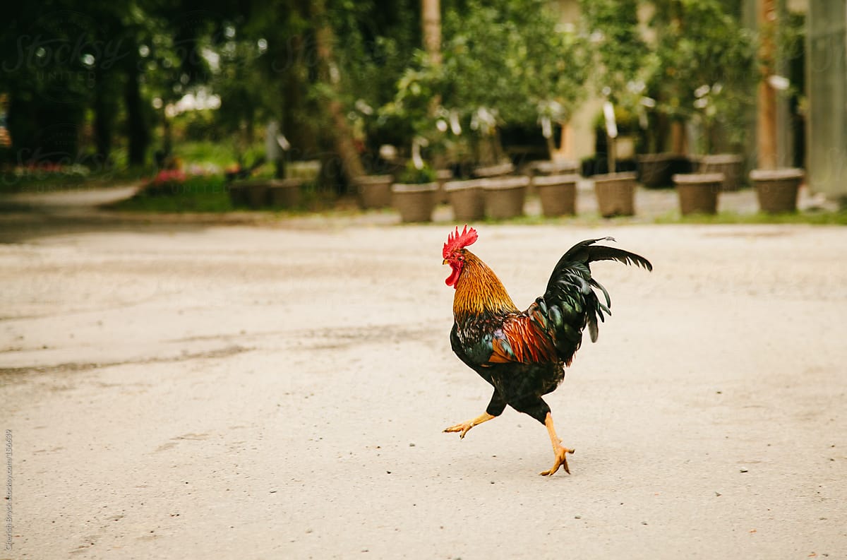 Rooster on the run!