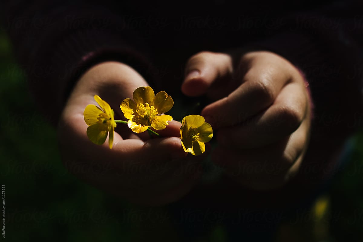 Child\'s hands holding Buttercup flowers.