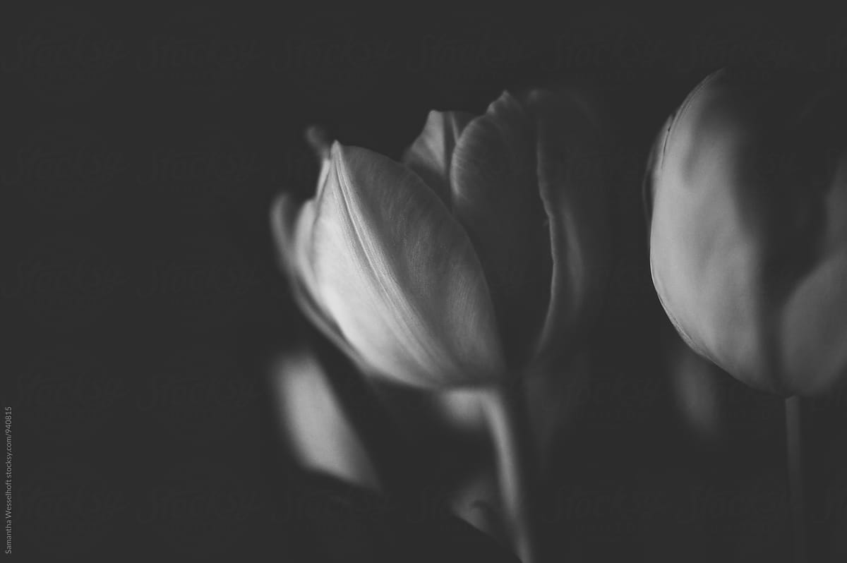 black and white tulip blooms