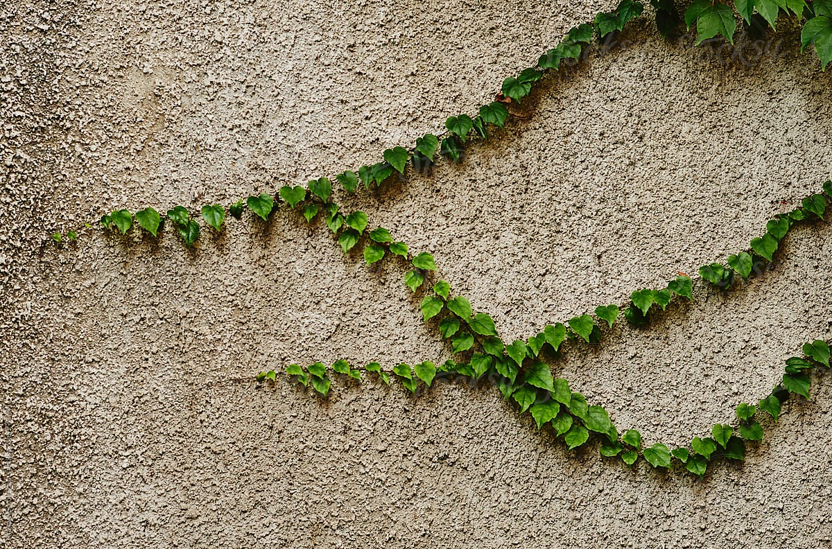 green ivy on grey wall