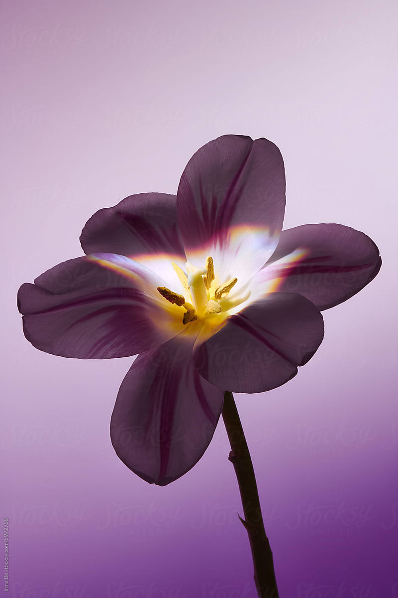 Tulip in Soft Purple Light