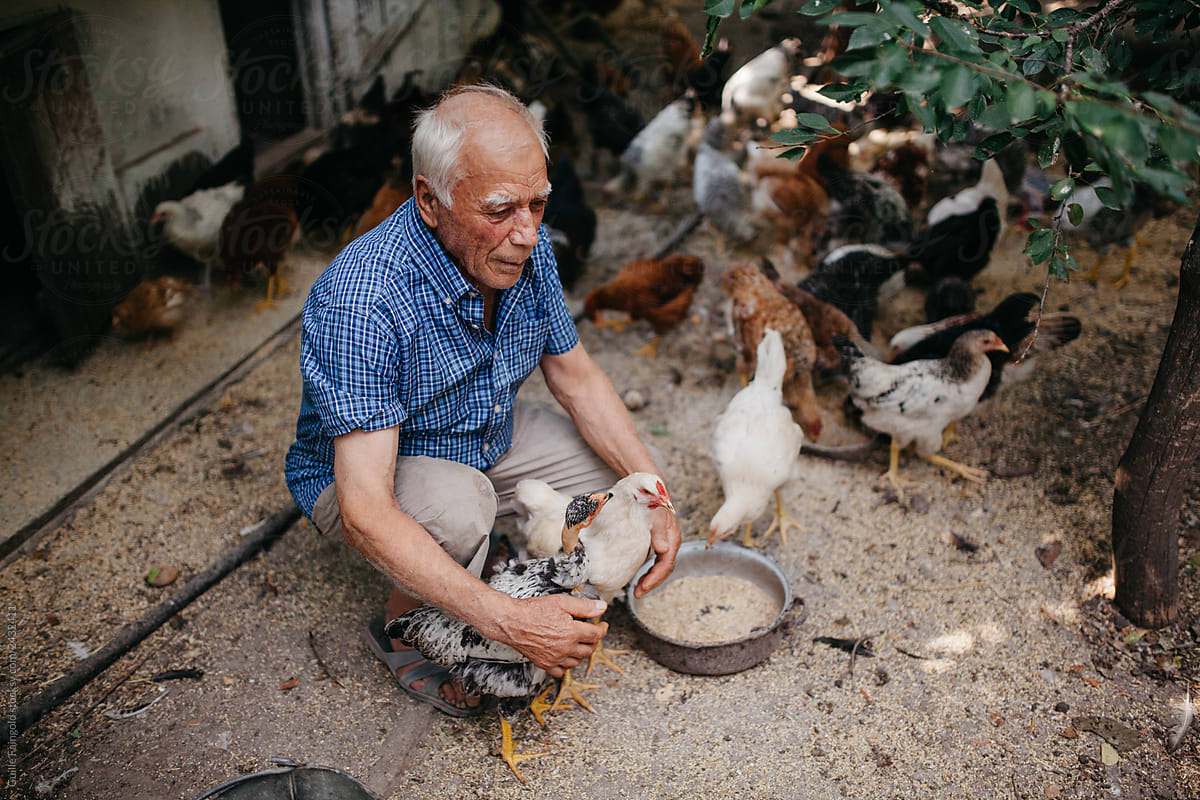 Elderly farmer on yard with domestic birds