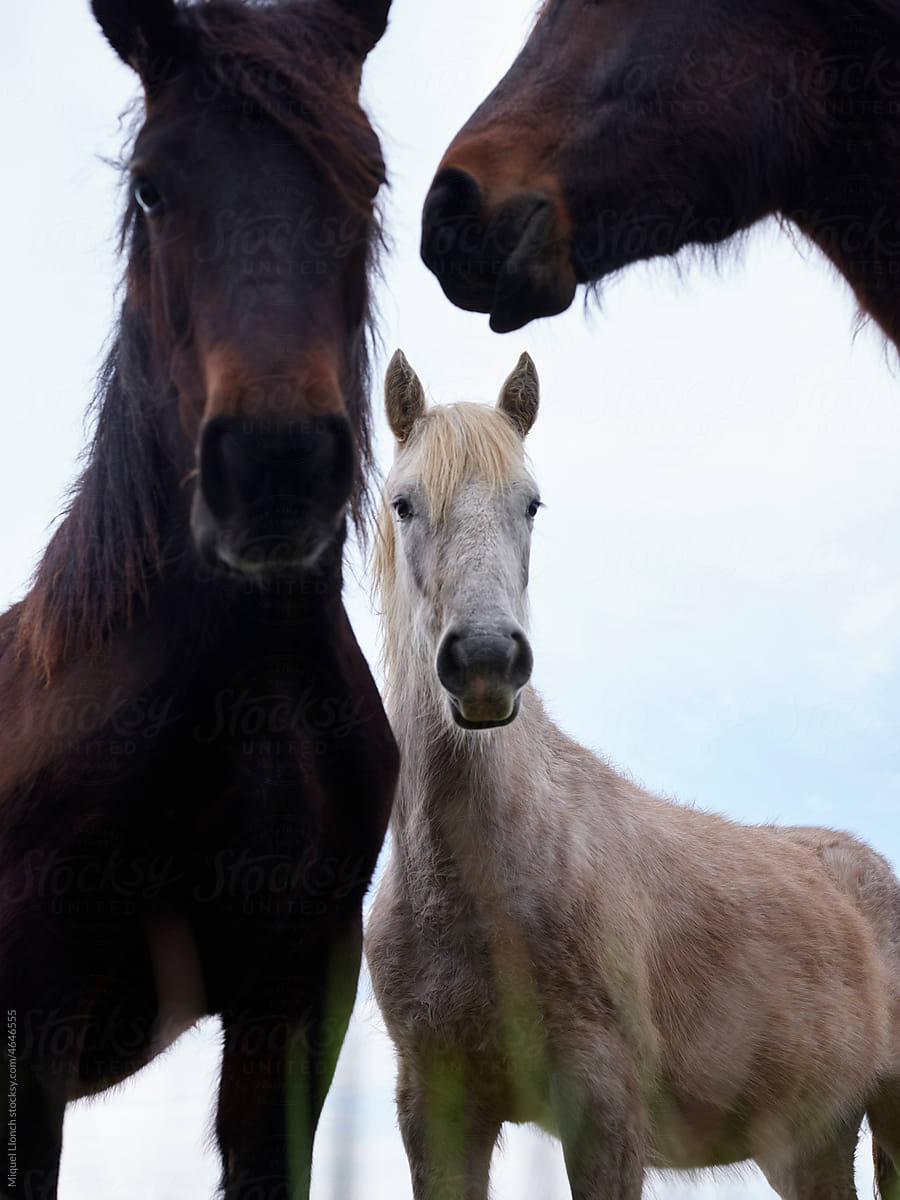Group portrait of horses facing camera with much  attention