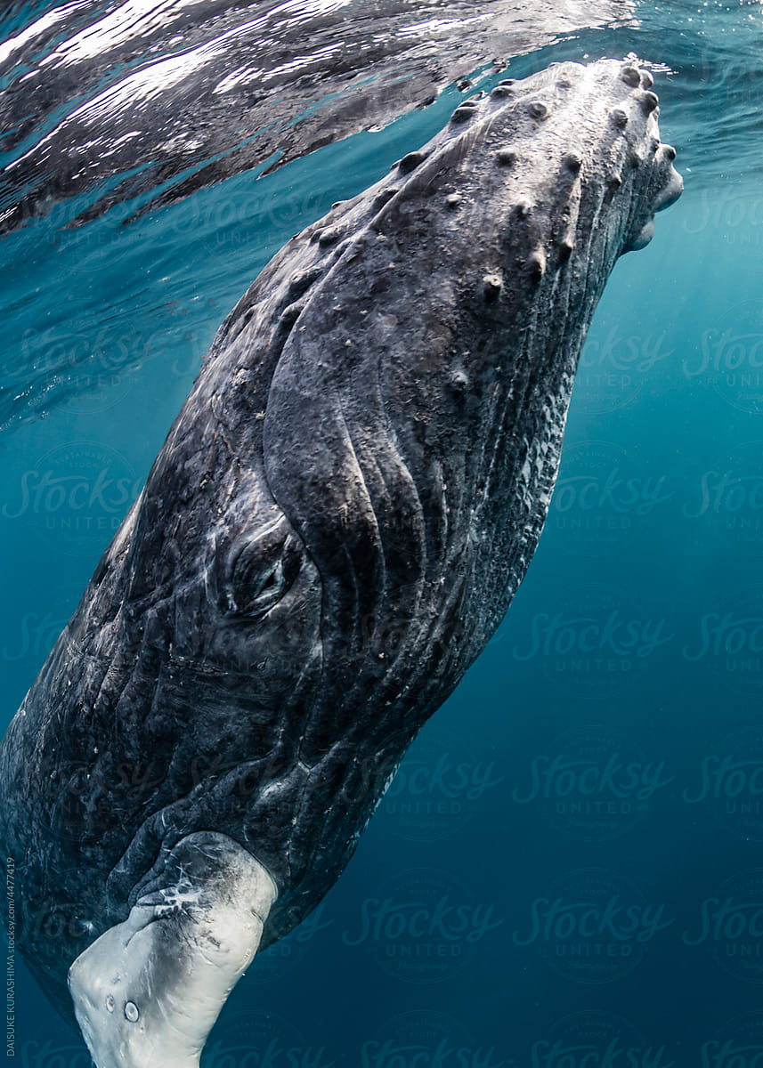 Humpback whale’s face